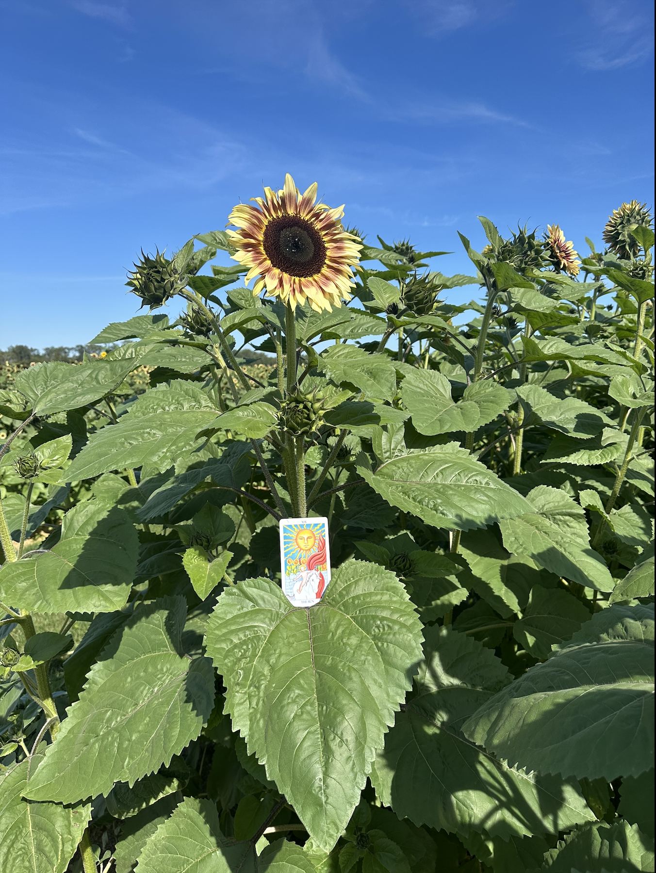 Screenshot 2025-10-13 at 3.05.29 PM